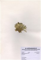 藏品(楔形仙掌藻)的圖片